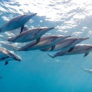 Supplier photograph for 2-Hours Dolphin Excursion in Mauritius