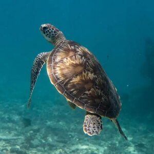 Supplier photograph for Aqua Adventure – Private North Tour & Turtle Discovery with Lunch