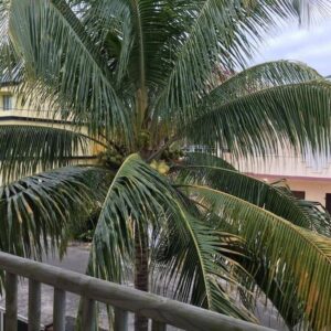 Cosy Duplex in Trou aux Biches in Trou aux Biches & Mont Choisy, Mauritius