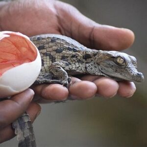 Supplier photograph for Crocodile Nature Park