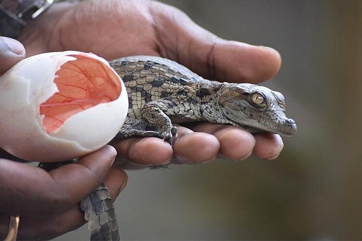 Supplier photograph for Crocodile Nature Park