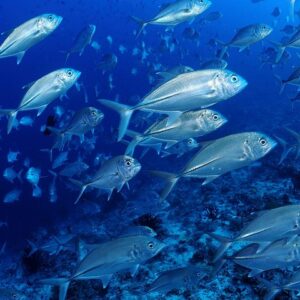 Supplier photograph for Diving Exploration around the Pass of Belle Mare Mauritius
