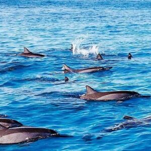 Supplier photograph for Dolphin, Crytal rock & Ile Aux Benetiers - Fullday Tours