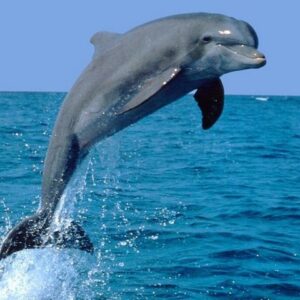 Supplier photograph for Dolphin Experience in Open Sea and South West Tour of Mauritius including Lunch