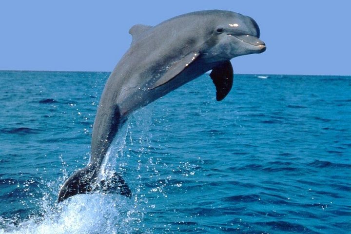 Supplier photograph for Dolphin Experience in Open Sea and South West Tour of Mauritius including Lunch