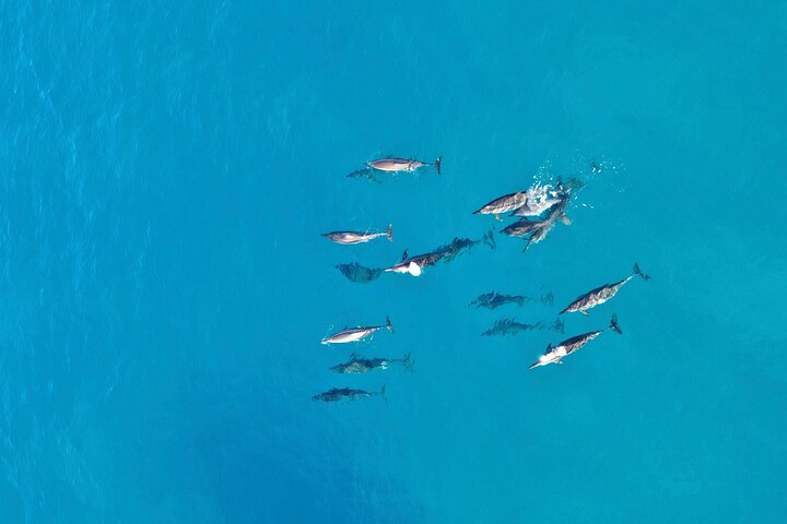 Supplier photograph for Dolphin Sighting at Sunrise in Mauritius with a snorkeling spot