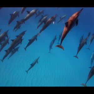 Supplier photograph for Dolphin Swim and Whale Watching Private Boat Tour Mauritius