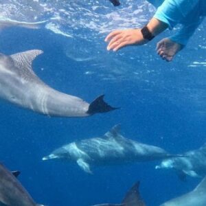 Supplier photograph for Dolphins and whale encounter on the West Coast of Mauritius