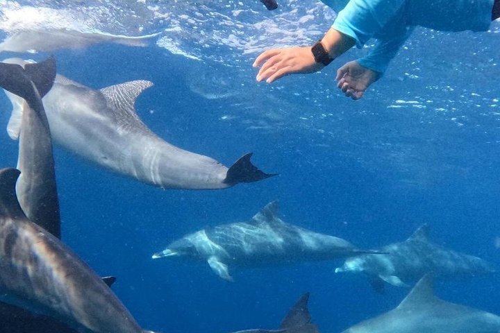Supplier photograph for Dolphins and whale encounter on the West Coast of Mauritius