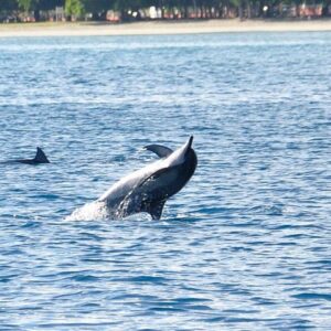 Supplier photograph for Dolphins Encounter and Whale Watching