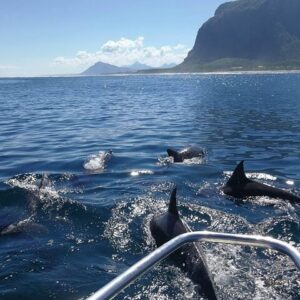Supplier photograph for Dolphins Wildlife Encounter and Casela Park with Lunch