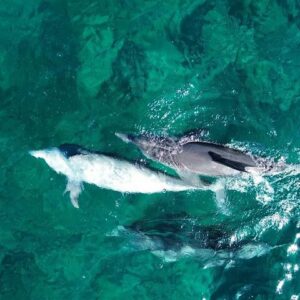 Supplier photograph for Exciting Dolphin encounters in the Maurtius's lagoon