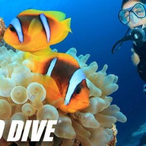 Supplier photograph for Exploration dives