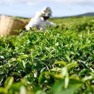 Supplier photograph for Flavours of Mauritius: Bois Cherie Tea, Rhumerie St Aubin & Lunch