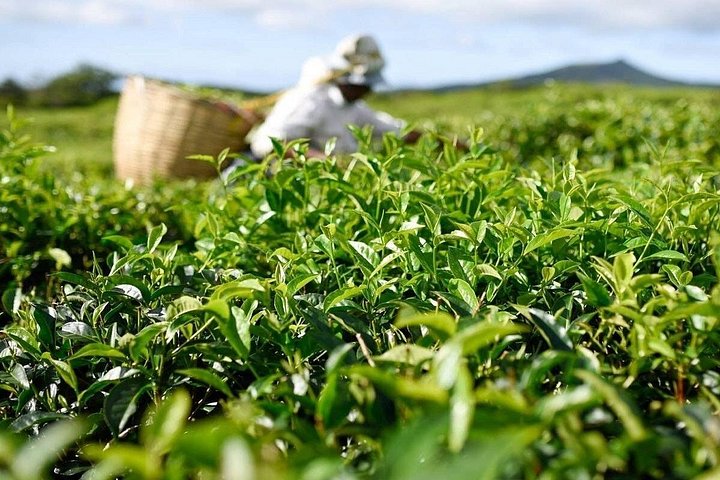Supplier photograph for Flavours of Mauritius: Bois Cherie Tea, Rhumerie St Aubin & Lunch
