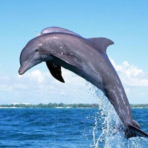Supplier photograph for Full-Day Dolphin Watching Cruise in Mauritius