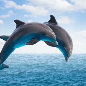 Supplier photograph for Full Day Private Dolphin Tour in Mauritius