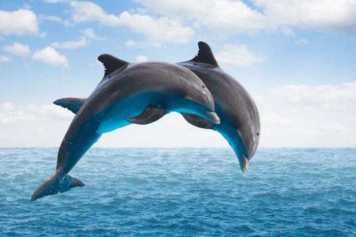 Supplier photograph for Full Day Private Dolphin Tour in Mauritius