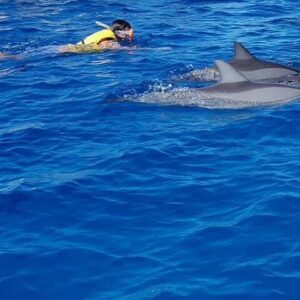 Supplier photograph for Full-Day Swimming with Dolphins and Casela Nature Park Tour in Mauritius