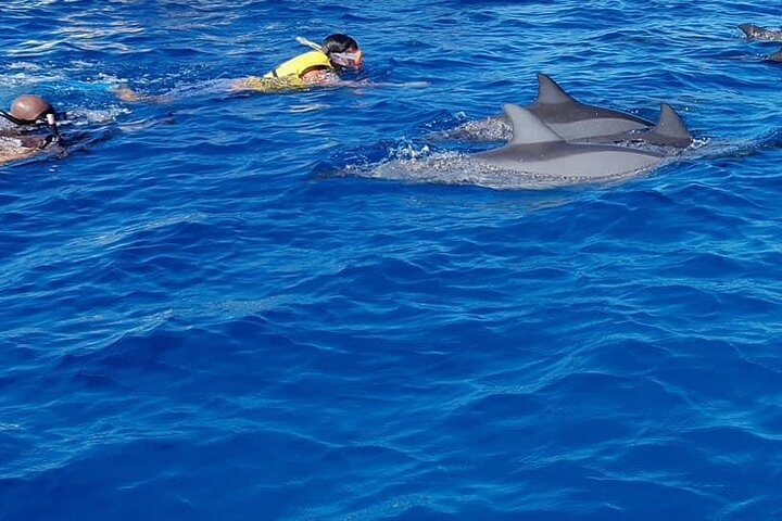 Supplier photograph for Full-Day Swimming with Dolphins and Casela Nature Park Tour in Mauritius
