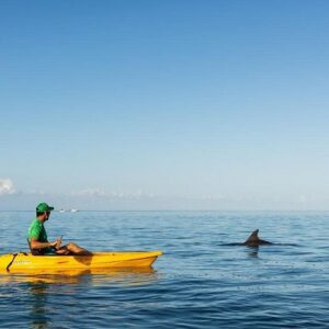 Supplier photograph for Guided Kayak 2-Hour Activity with Dolphins