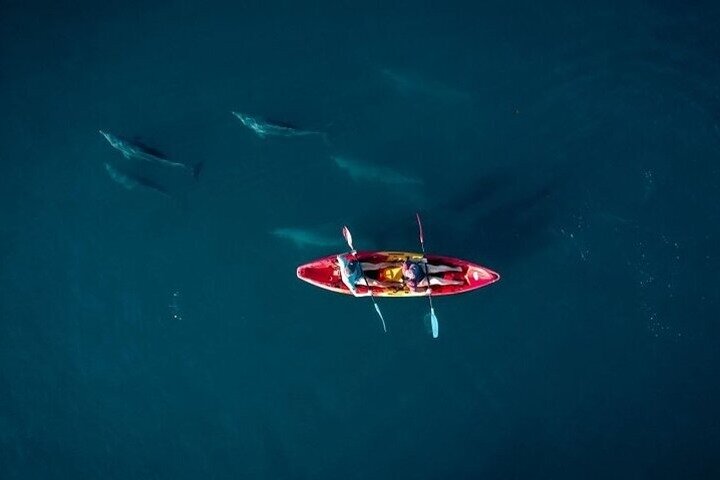 Supplier photograph for Guided Kayak 2 Hours Activity with Dolphins