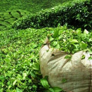 Supplier photograph for Guided Tea and Sugar Tour of Mauritius with Lunch