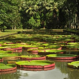 Supplier photograph for Historical Private Guided Tour, City-SugarWorld-Botanical Garden - Min.2 persons