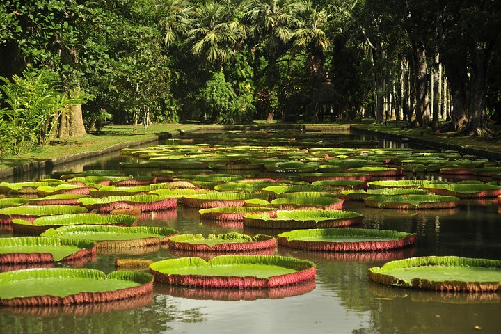 Supplier photograph for Historical Private Guided Tour, City-SugarWorld-Botanical Garden - Min.2 persons