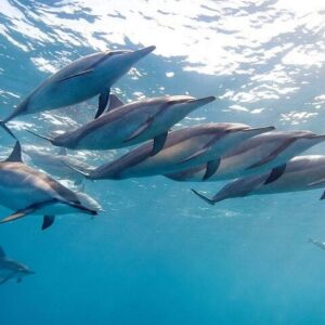 Supplier photograph for Land and Sea: Dolphin Encounter & Private South-West of Mauritius