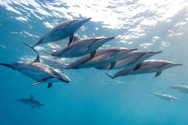 Supplier photograph for Land and Sea: Dolphin Encounter & Private South-West of Mauritius