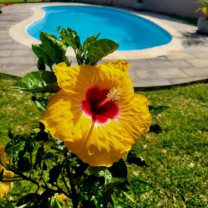 Luxury Secure Gated Villa Surrounded by Nature in Port Louis, Mauritius