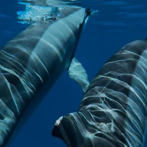 Supplier photograph for Magic Moments: Intimate Meeting with the Dolphins