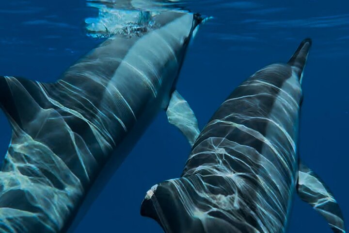 Supplier photograph for Magic Moments: Intimate Meeting with the Dolphins