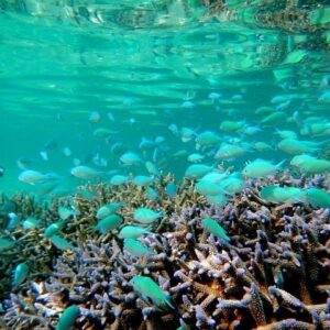 Supplier photograph for Mauritius Blue Bay Eco Tour and Coral Protection Snorkeling