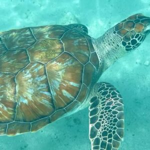 Supplier photograph for Mauritius Dolphin Swim Turtle Watch and Île aux Benitiers BBQ