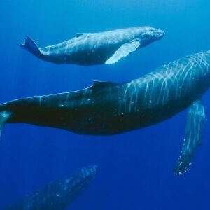 Supplier photograph for Mauritius Dolphin Swim & Whale Tour | Shared Speed Boat
