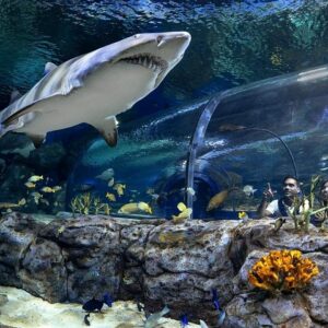 Supplier photograph for Mauritius Odysseo Oceanarium in Port Louis