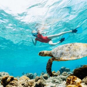 Supplier photograph for Mauritius : Swim with turtles and Port Louis Street food tour