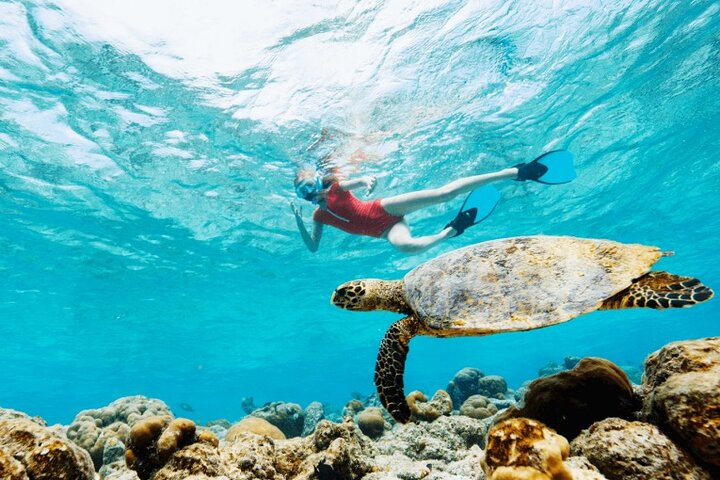 Supplier photograph for Mauritius : Swim with turtles and Port Louis Street food tour