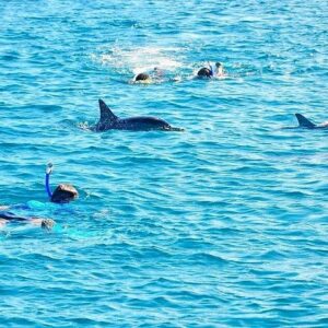 Supplier photograph for Mauritius Wild Dolphin Swim (Private or Group) w Pickup & Dropoff