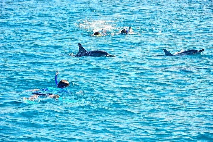 Supplier photograph for Mauritius Wild Dolphin Swim (Private or Group) w Pickup & Dropoff