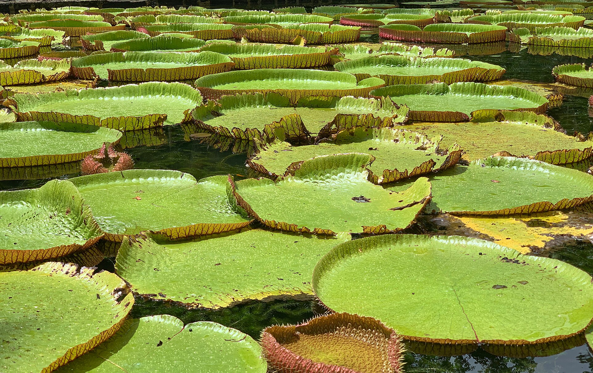 Giant water lilies in the Sir Seewoosagur Ramgoolam Botanical Garden at Pamplemousses