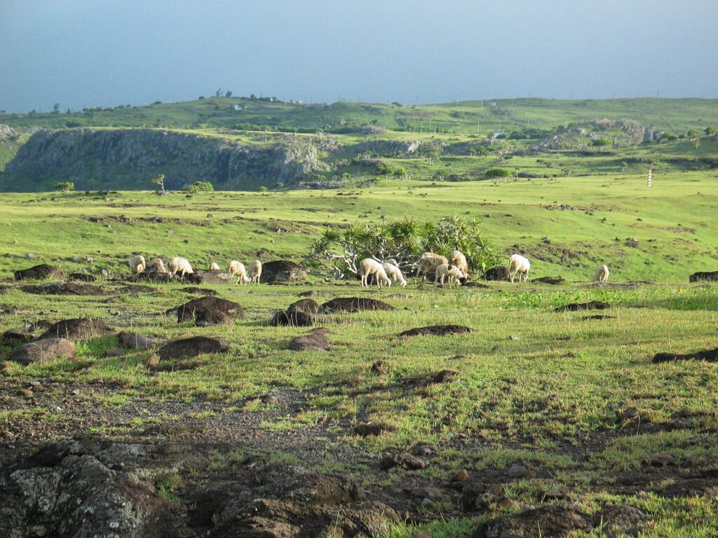 Open grassland and hills in the interior of Rodrigues