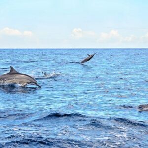 Supplier photograph for Nature Discovery Tour: Dolphins, Tortoises, the Wild South & More