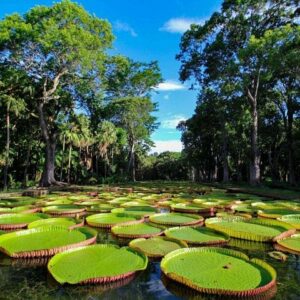 Supplier photograph for North Mauritius Heritage Tour with Scenic 3-Course Lunch