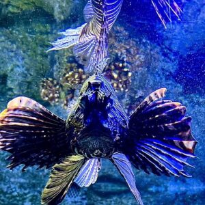 Supplier photograph for North tour with Odysseo Aquarium, Chateau de Labourdonais & Lunch