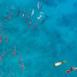 Supplier photograph for Ocean Elegance Dolphin Encounter and Ile Aux Benitiers Day Tour