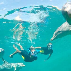 Supplier photograph for Ocean Symphony Dolphin and Whale Encounter in Mauritius