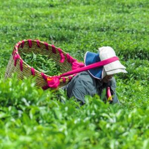 Supplier photograph for On the road for discovering Tea, Rhum and Vanilla